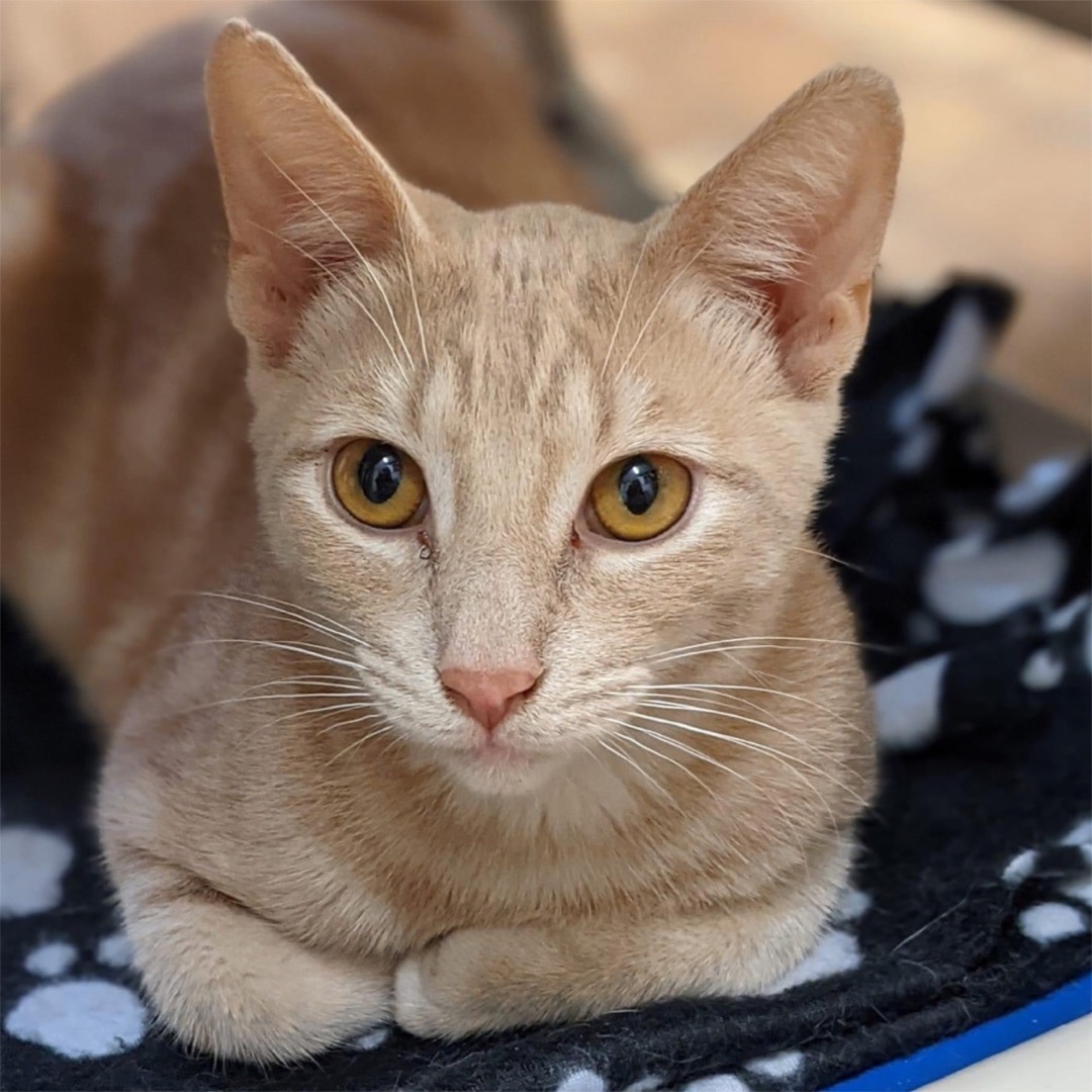 Chandler, an adoptable Tabby, Domestic Short Hair in Kingwood, TX, 77325 | Photo Image 5