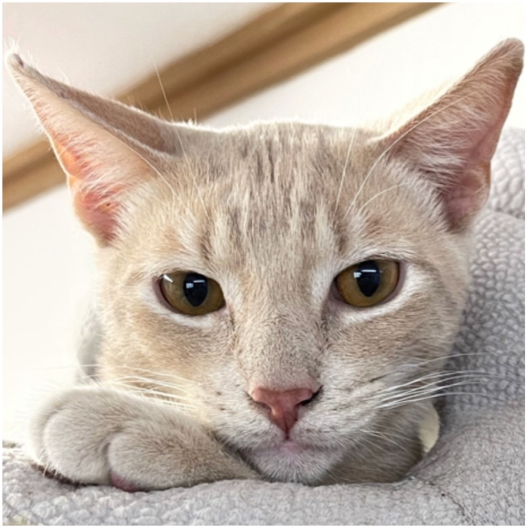 Chandler, an adoptable Tabby, Domestic Short Hair in Kingwood, TX, 77325 | Photo Image 6