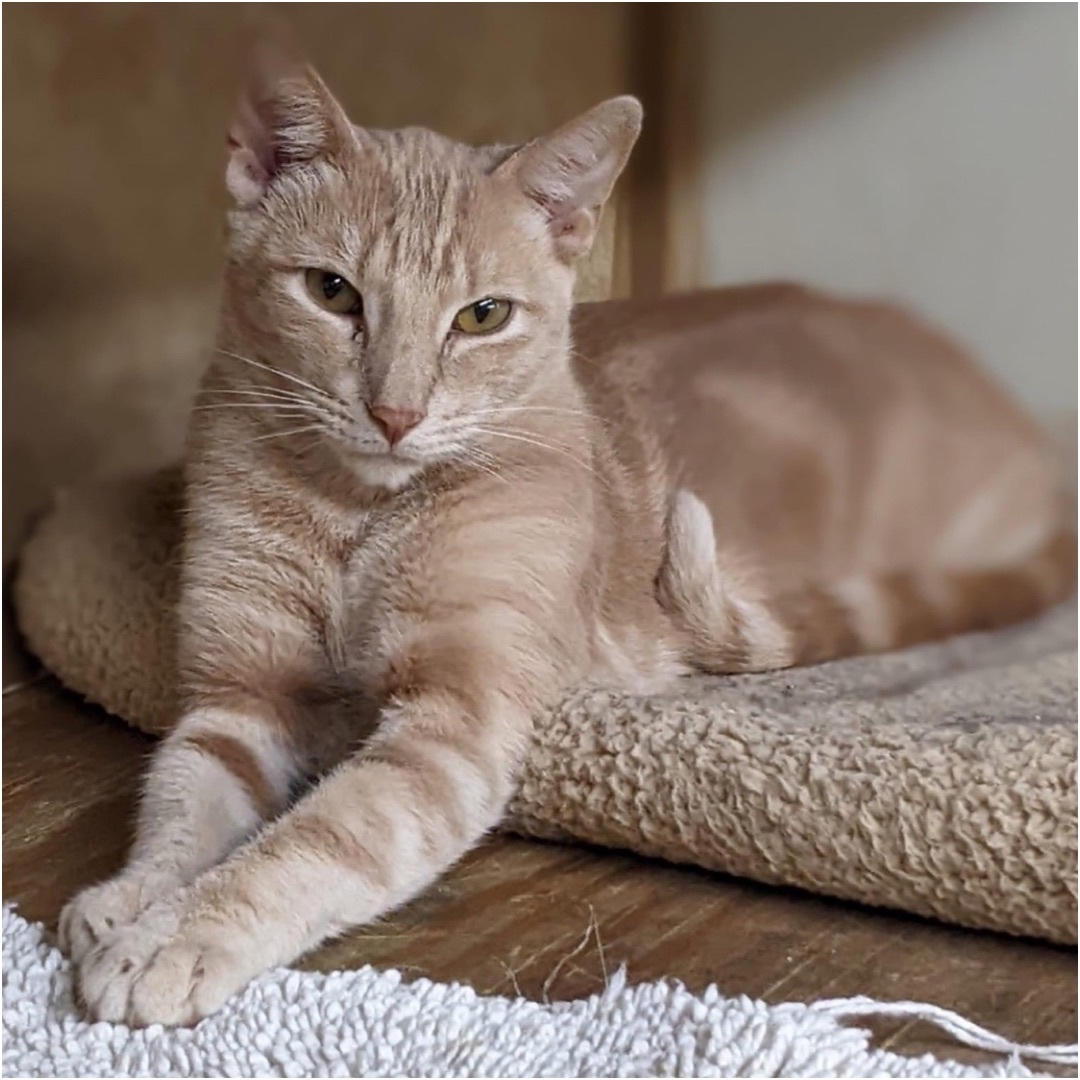Chandler, an adoptable Tabby, Domestic Short Hair in Kingwood, TX, 77325 | Photo Image 2