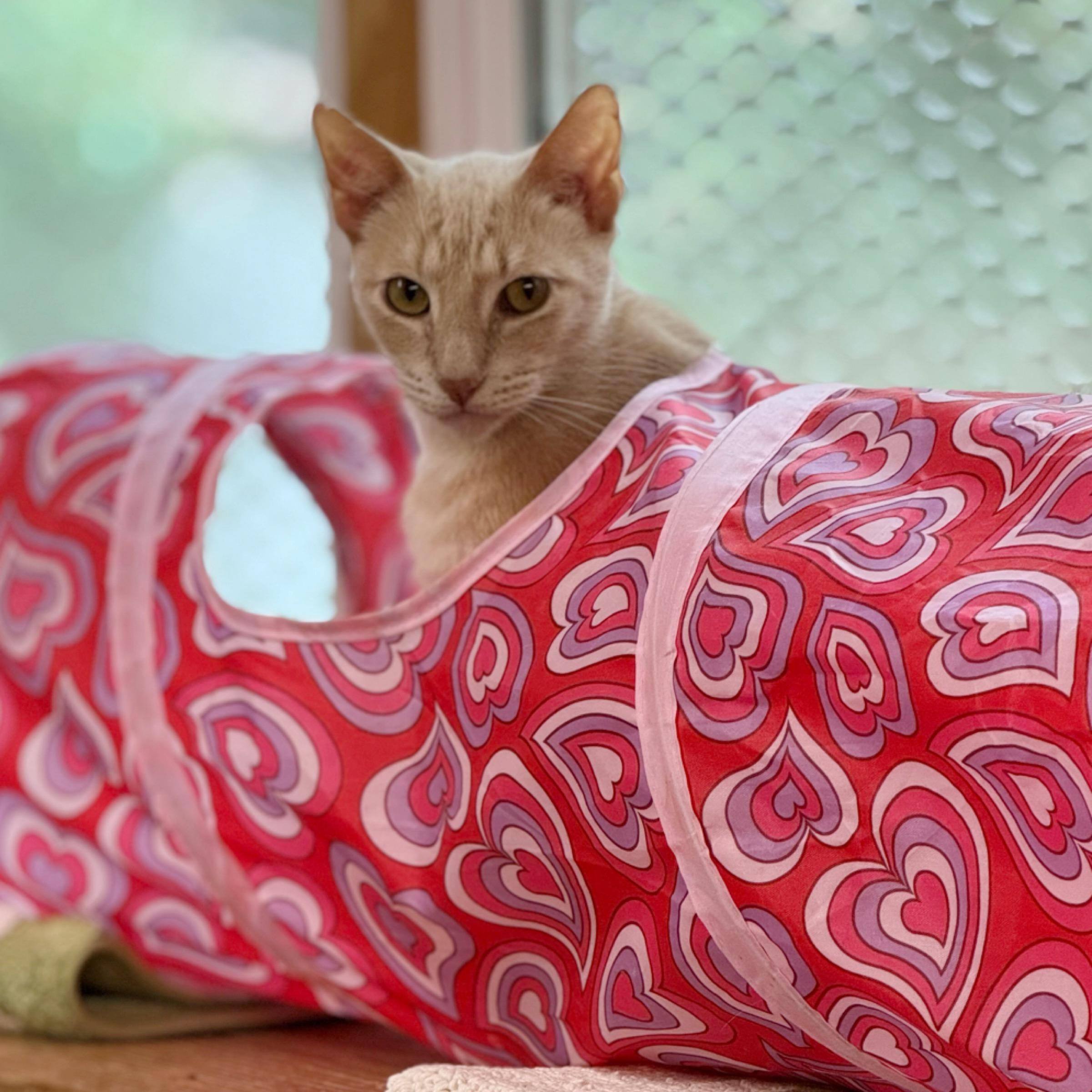 Chandler, Adoptable, Adult Male Tabby & Domestic Short Hair.