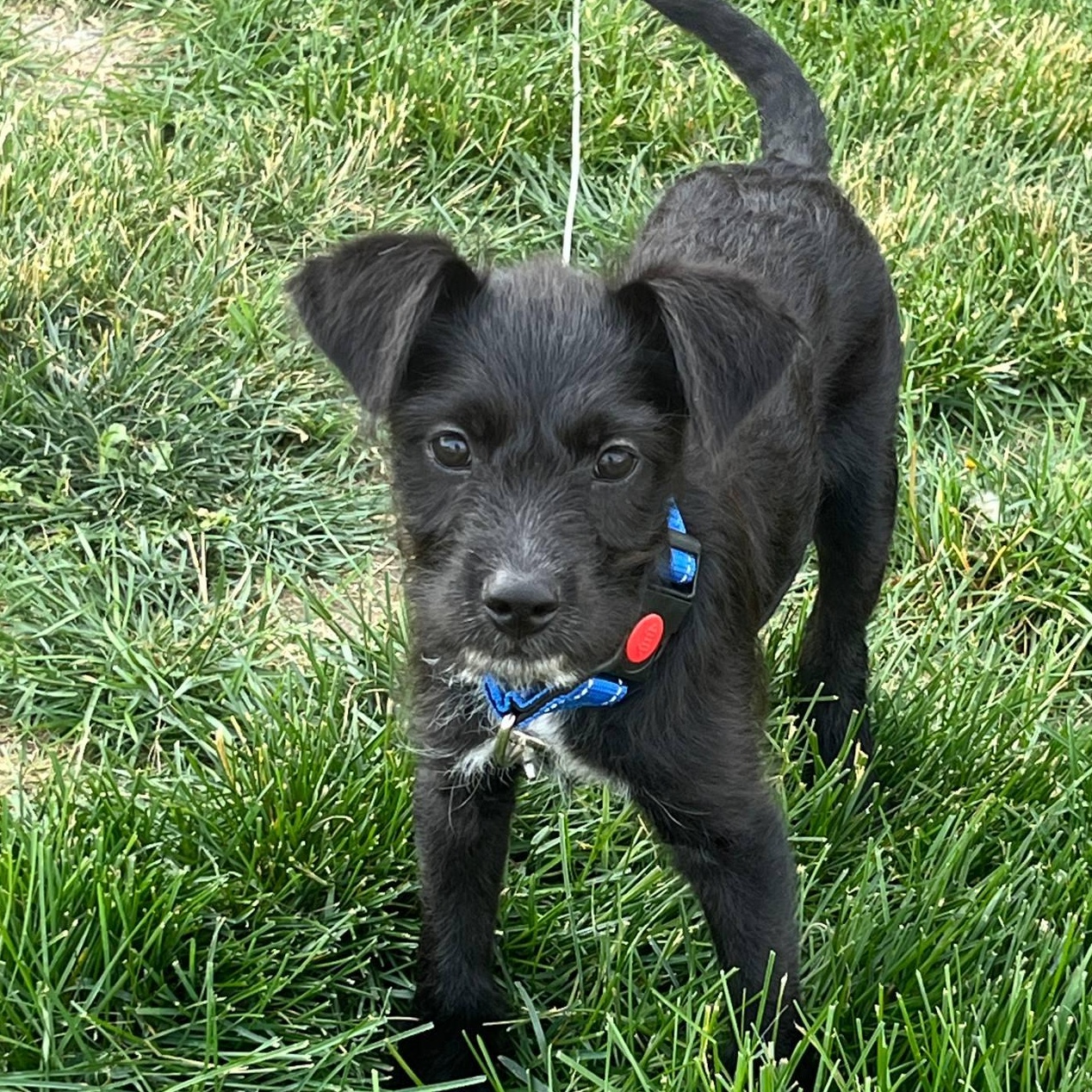 Remo