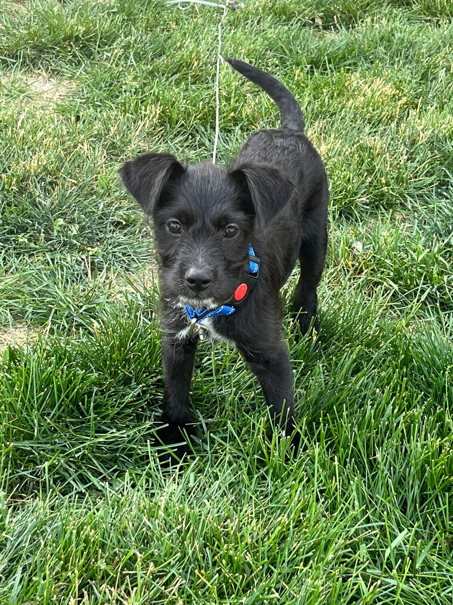 Remo photo 2