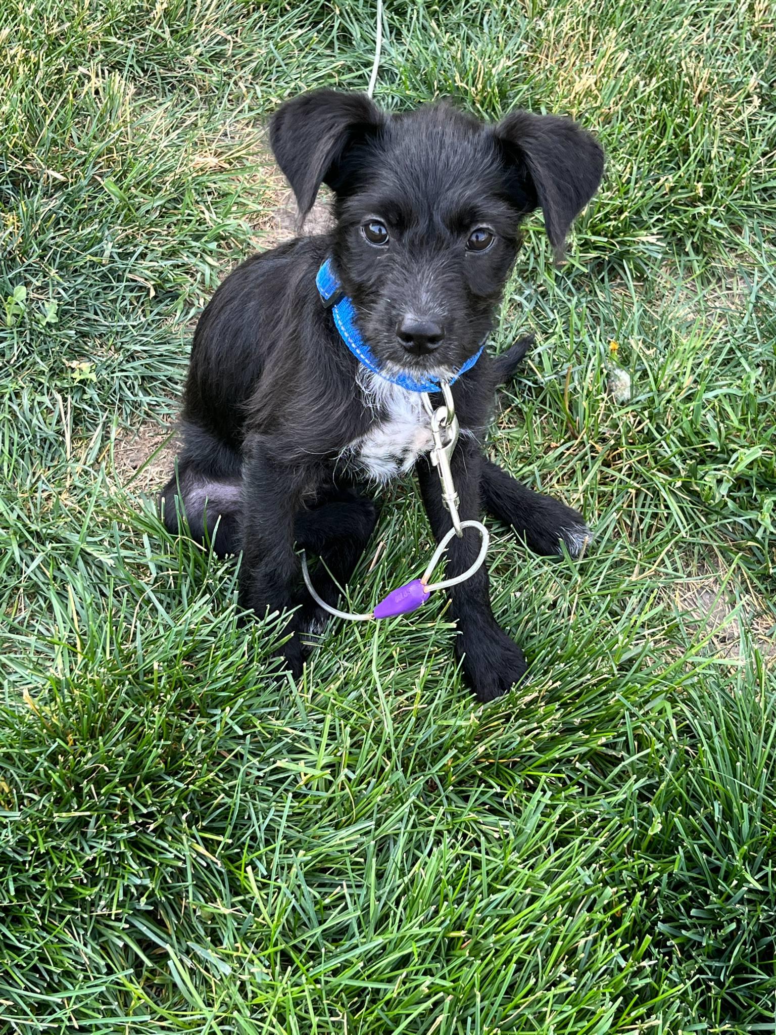 Remo photo 3