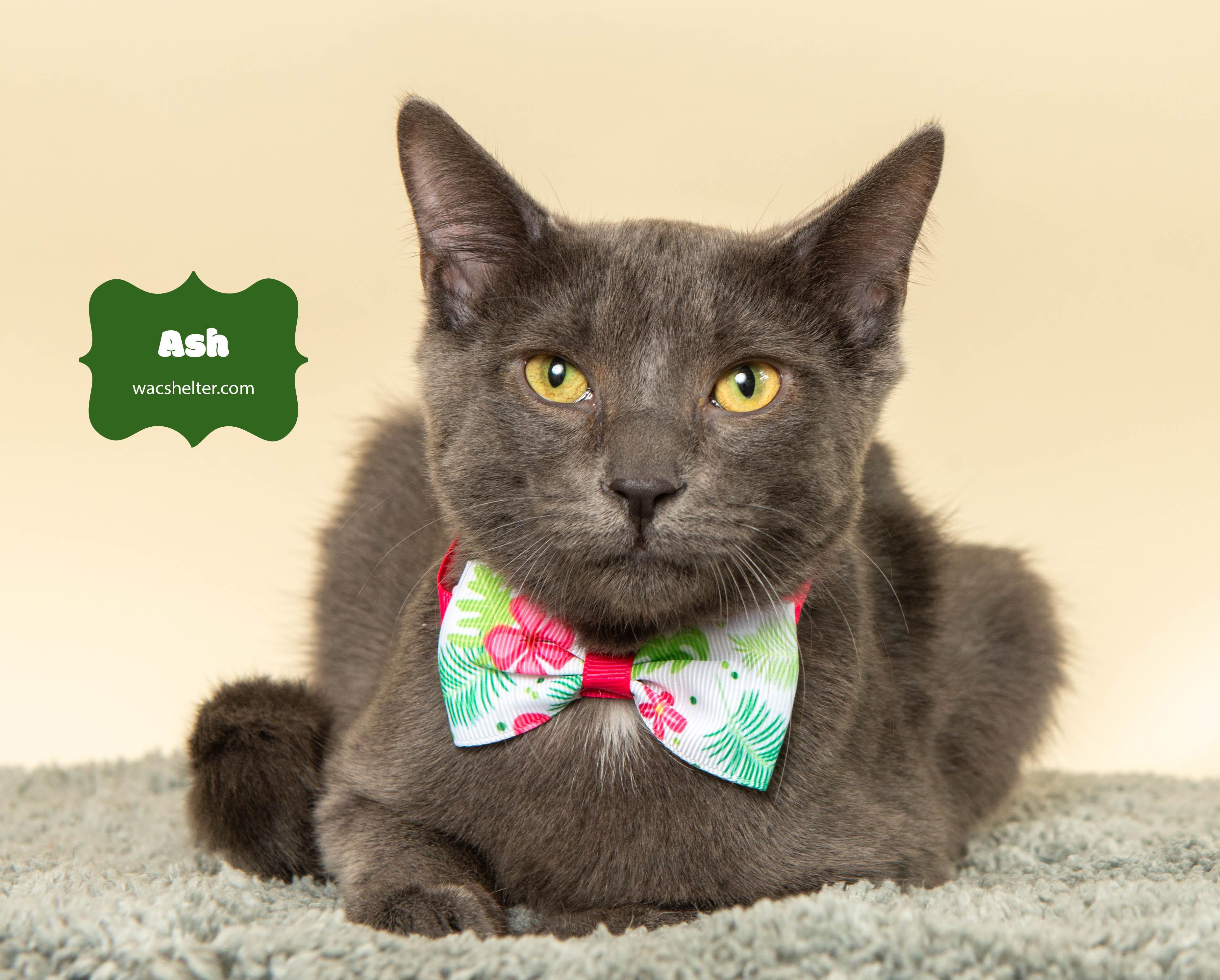 ASH (Little guy), a Adoptable Domestic Short Hair image 1/3