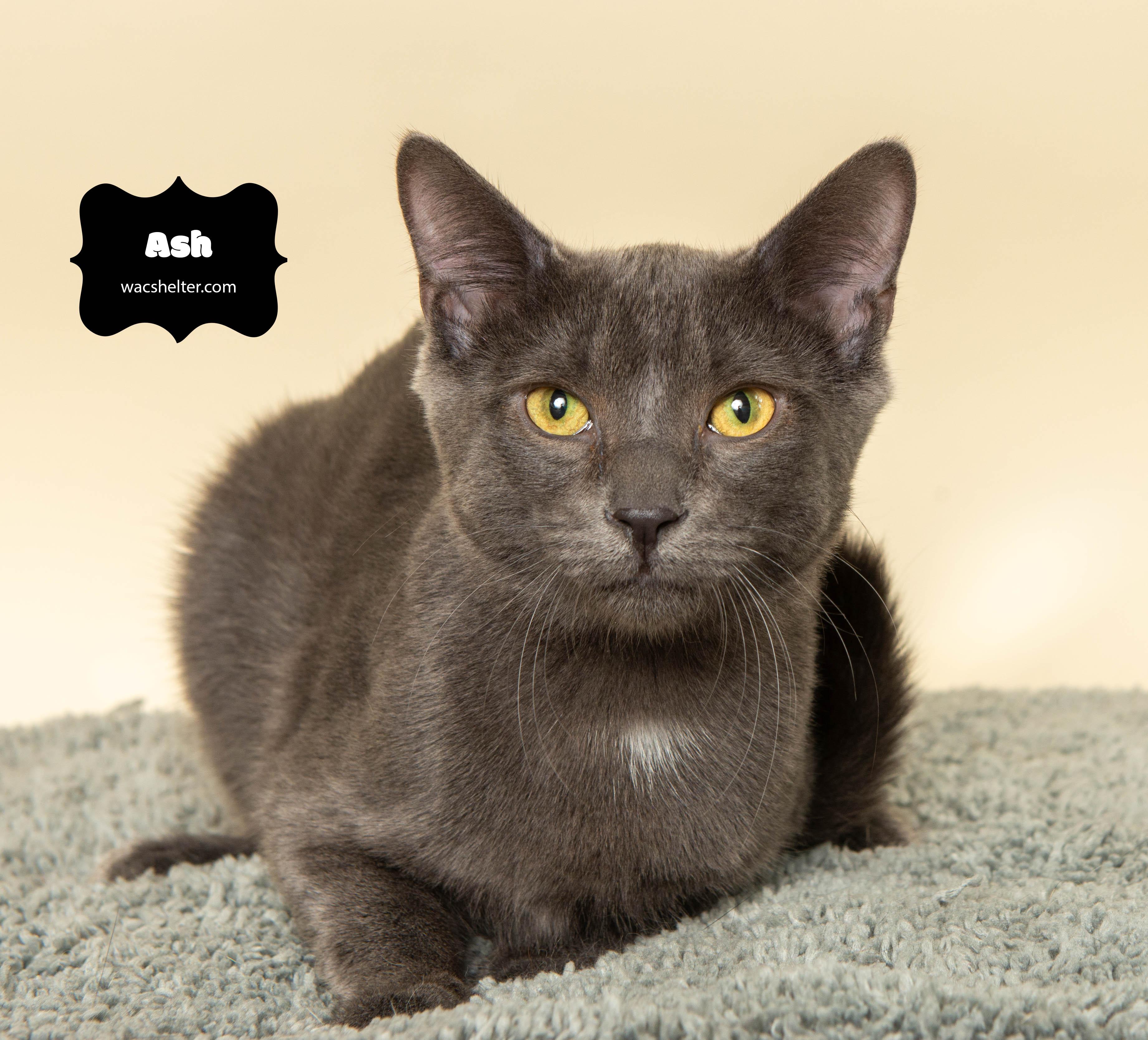 ASH (Little guy), a Adoptable Domestic Short Hair image 2/3