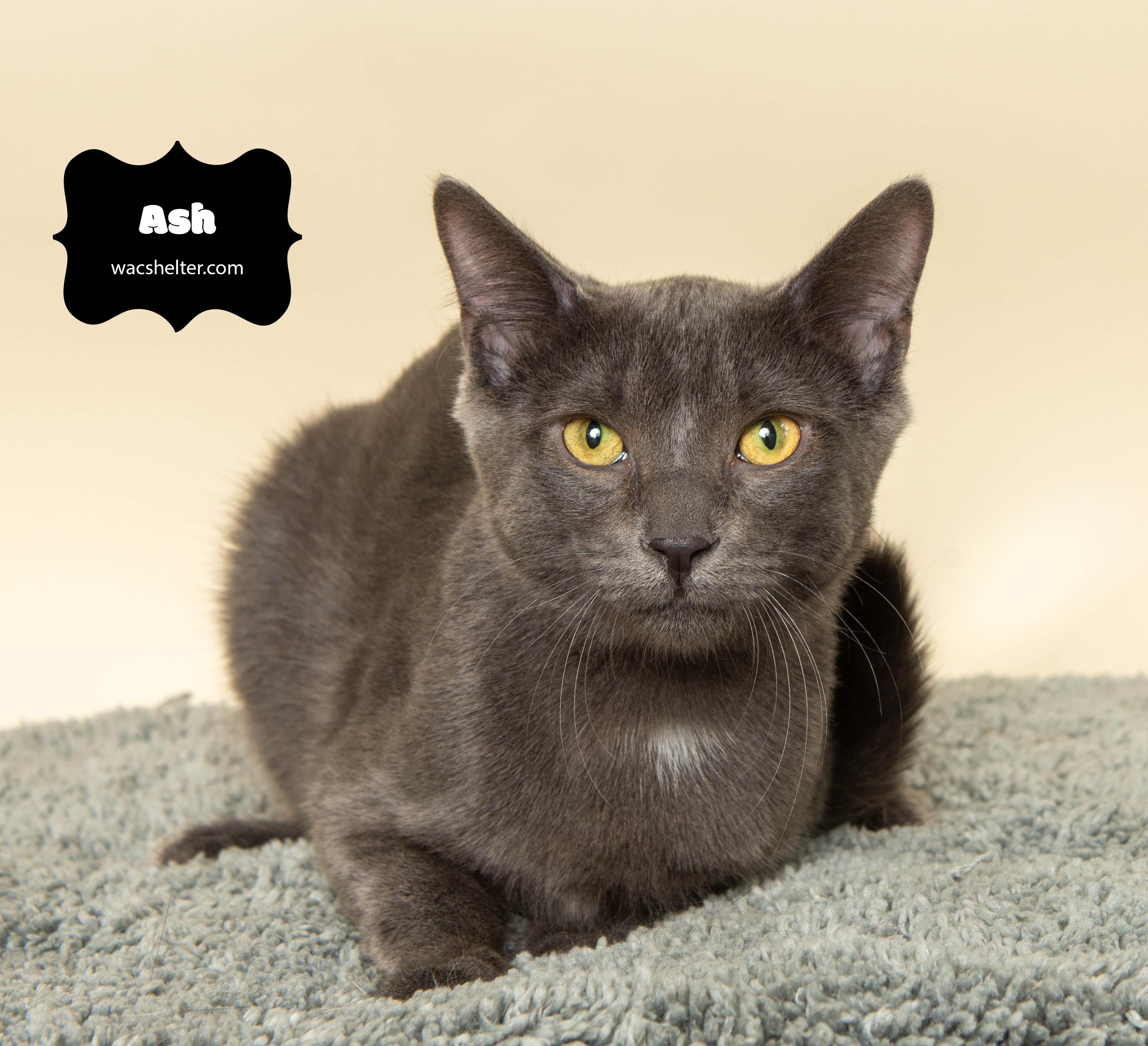 ASH (Little guy), a Adoptable Domestic Short Hair image 3/3