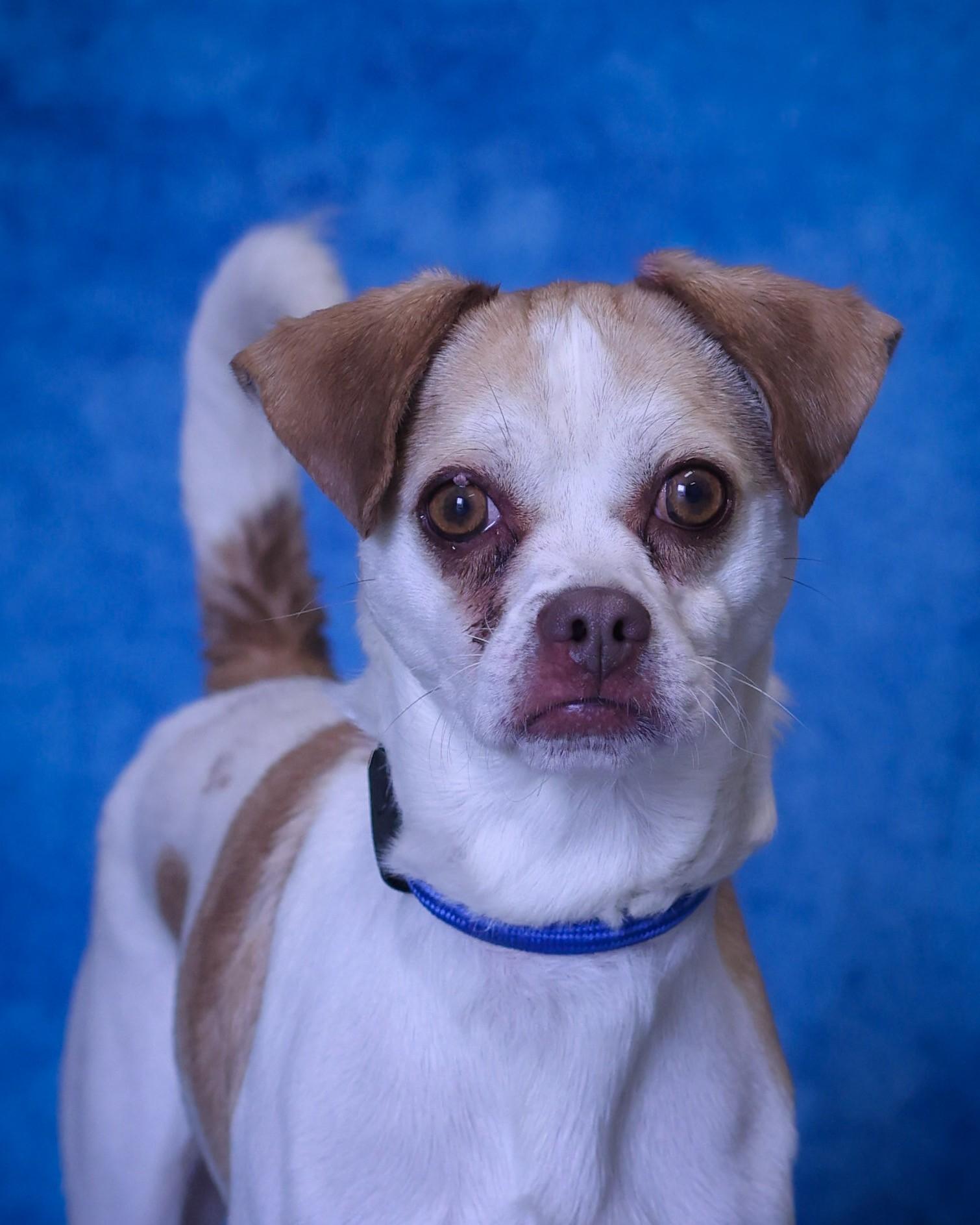 Enlarge GARAMOND (0510), an adopted mixed breed in Bridgeport, CT image 1/1