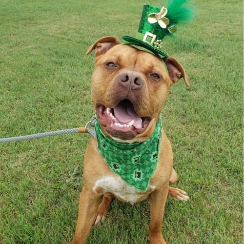 Enlarge Hank, a Adopted Mixed Breed in Leander, TX image 1/1