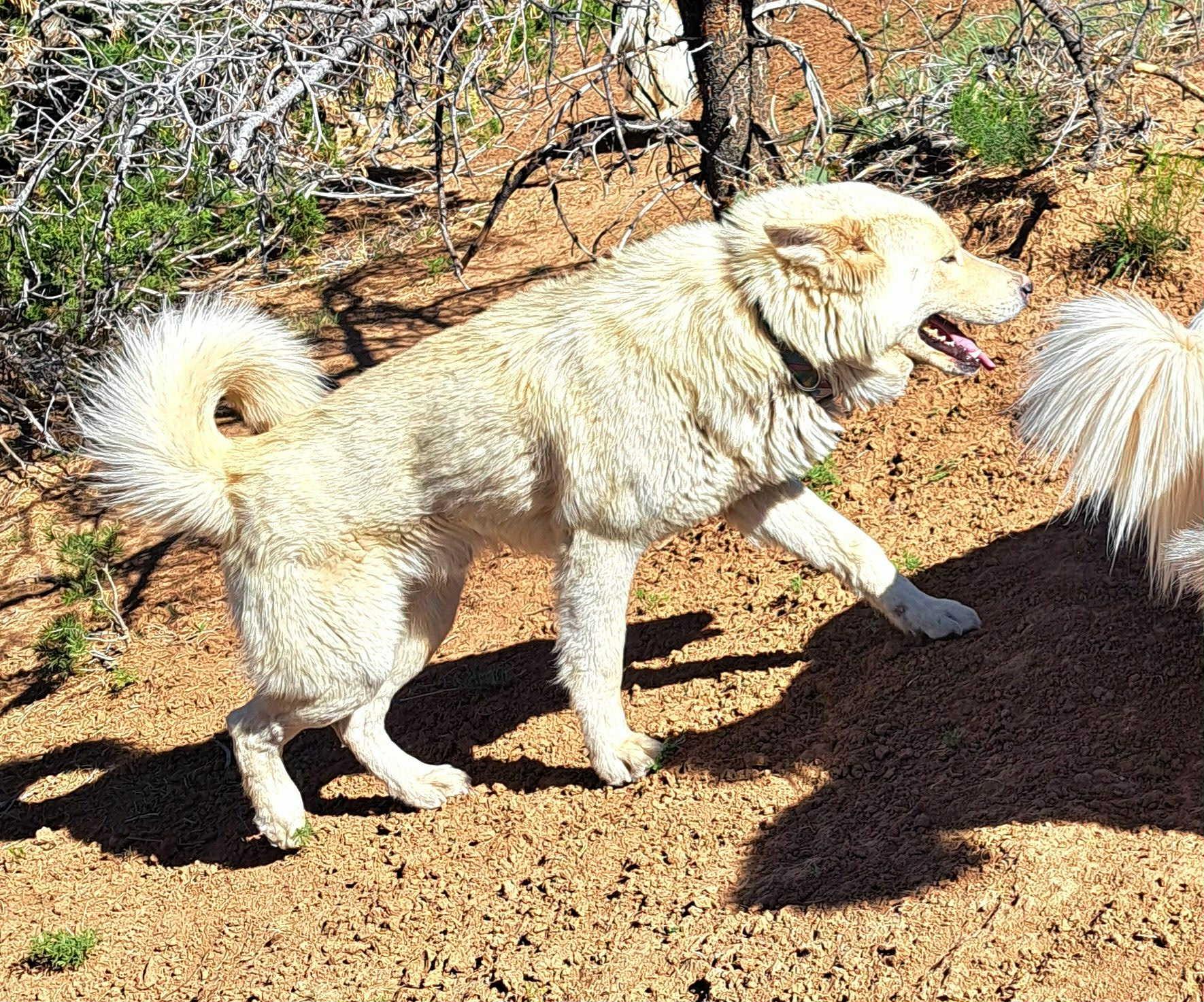 Polar Bear the guardian, an adoptable Siberian Husky, Great Pyrenees in Missoula, MT, 59803 | Photo Image 5