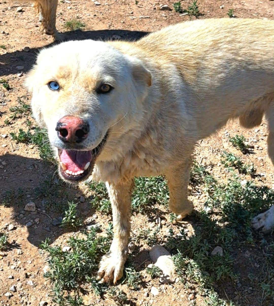 Polar Bear the guardian, Adoptable, Adult Male Siberian Husky & Great Pyrenees.