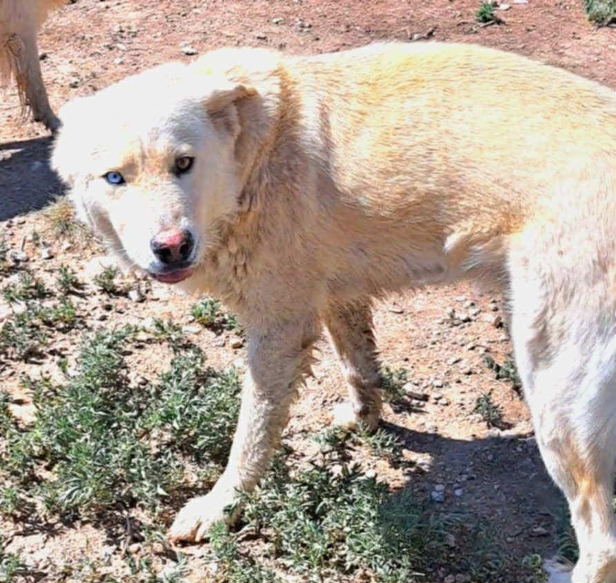 Polar Bear the guardian, an adoptable Siberian Husky, Great Pyrenees in Missoula, MT, 59803 | Photo Image 3