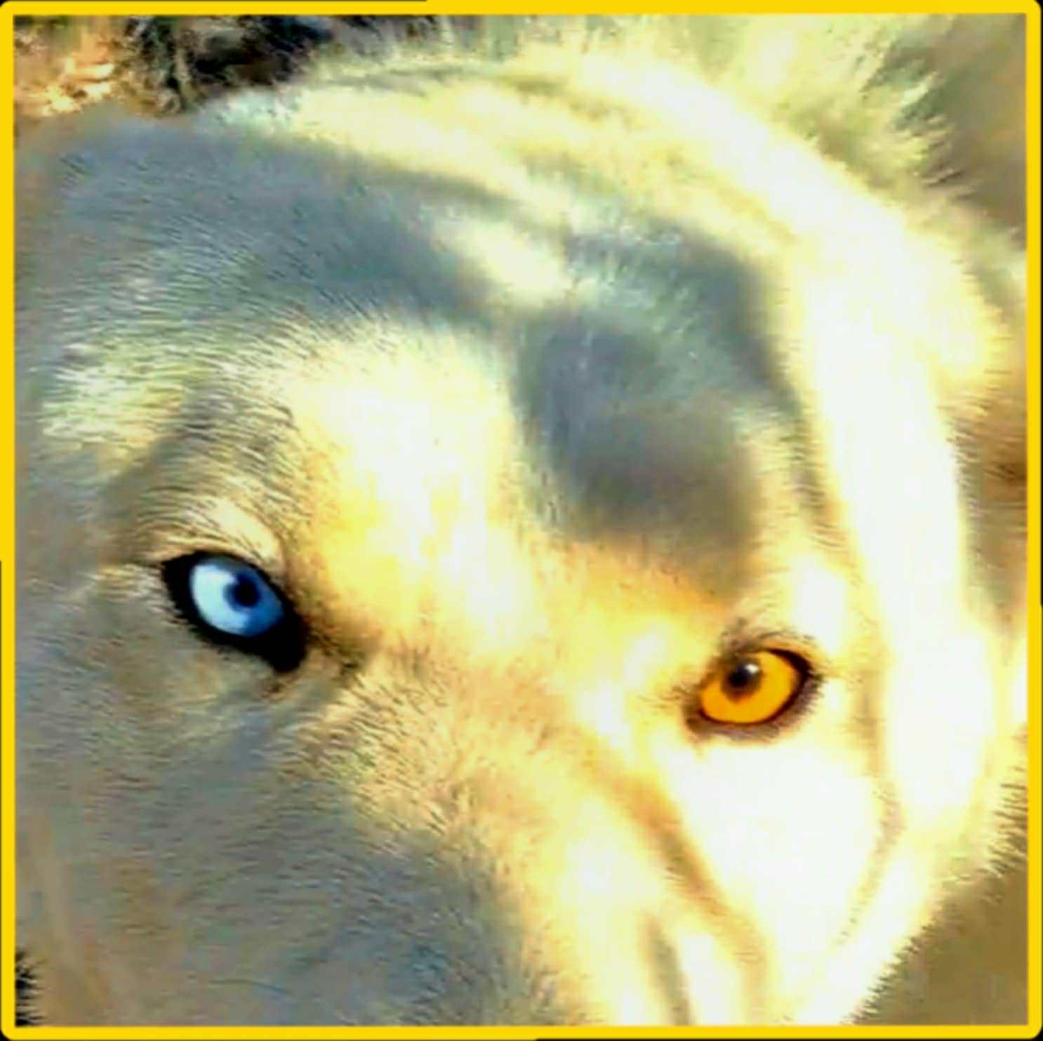 Polar Bear the guardian, a Adoptable mixed breed in Missoula, MT image 2/5