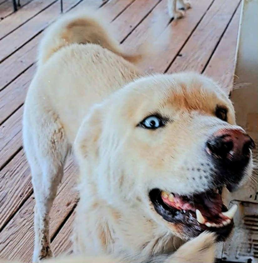 Polar Bear the guardian, an adoptable Siberian Husky, Great Pyrenees in Missoula, MT, 59803 | Photo Image 4