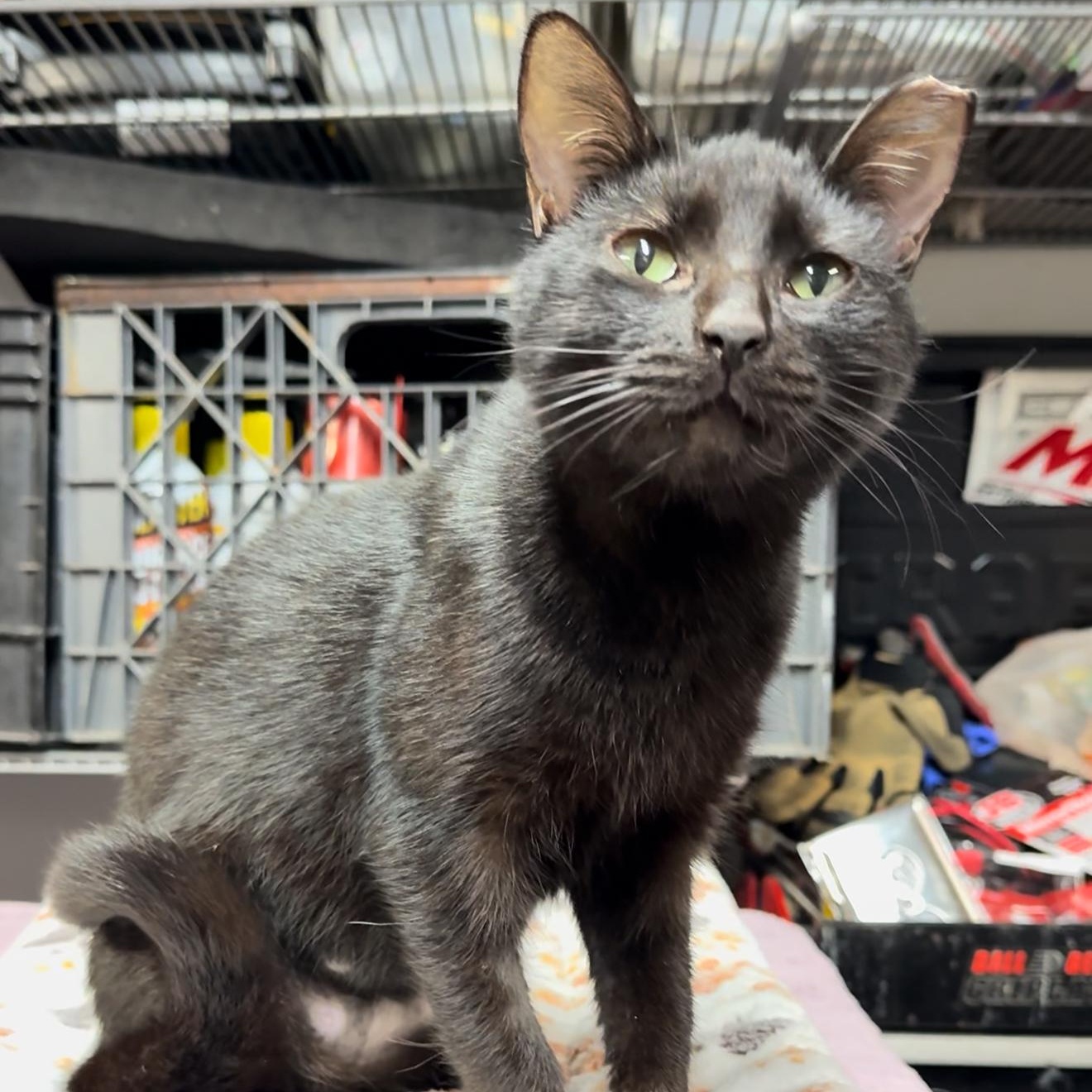 Astra — thumbnail 2