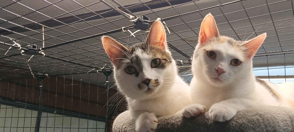 Layna, Adopted, Adult Female Calico.