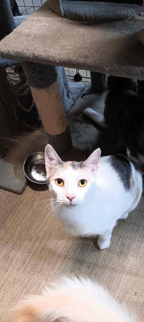 Enlarge Layna, a Adopted Calico in Crossville, TN image 2/6