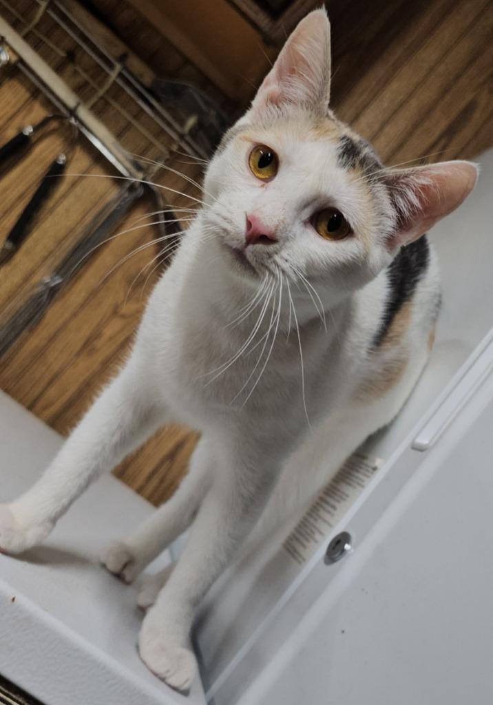 Enlarge Layna, a Adopted Calico in Crossville, TN image 3/6