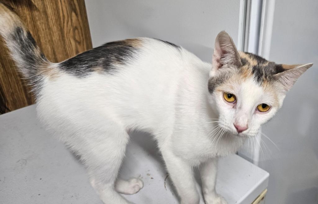 Enlarge Layna, a Adopted Calico in Crossville, TN image 4/6