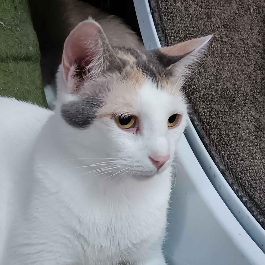 Enlarge Layna, a Adopted Calico in Crossville, TN image 6/6