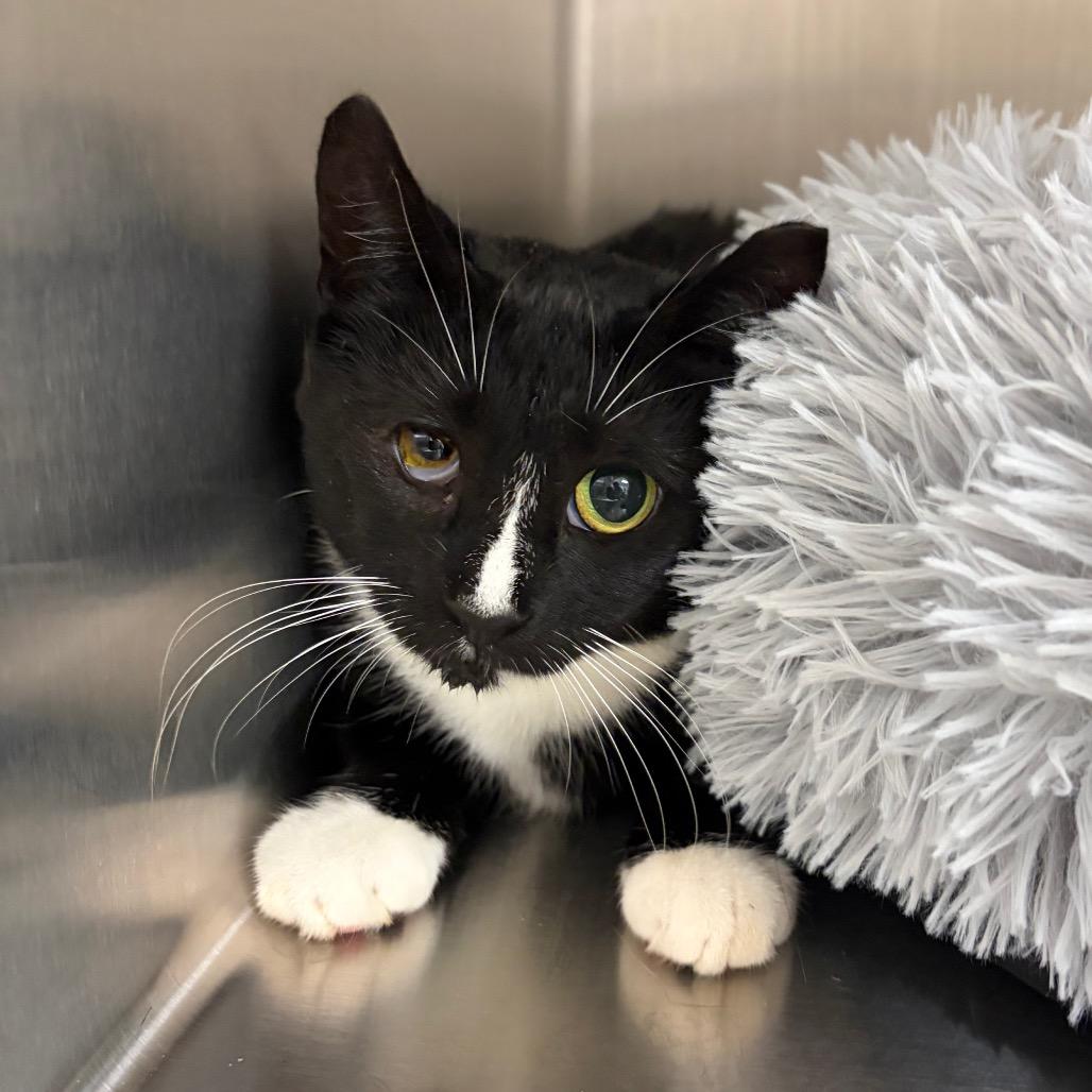 Soy, Adoptable, Adult Female Domestic Short Hair.