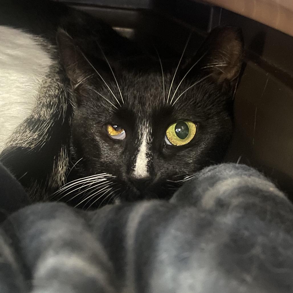 Enlarge Soy, a Adoptable Domestic Short Hair in East Smithfield , PA image 3/5
