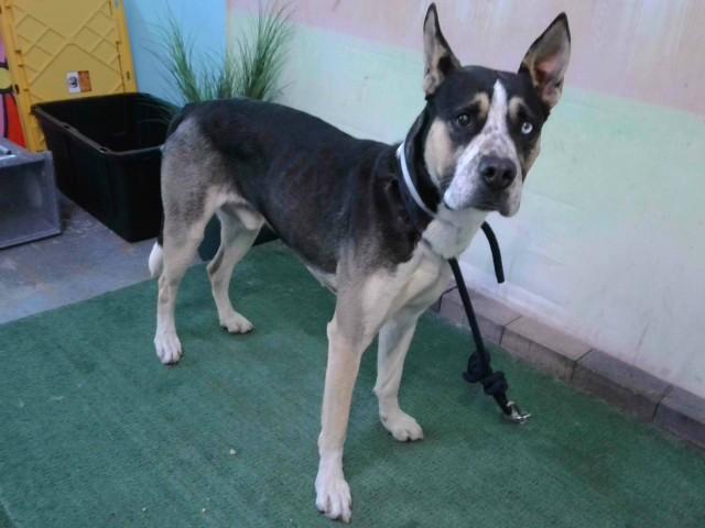 REX, Adoptable, Young Male Siberian Husky & Great Dane.