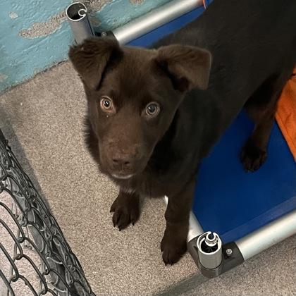 Blossom, adopted, Young Female Mixed Breed.