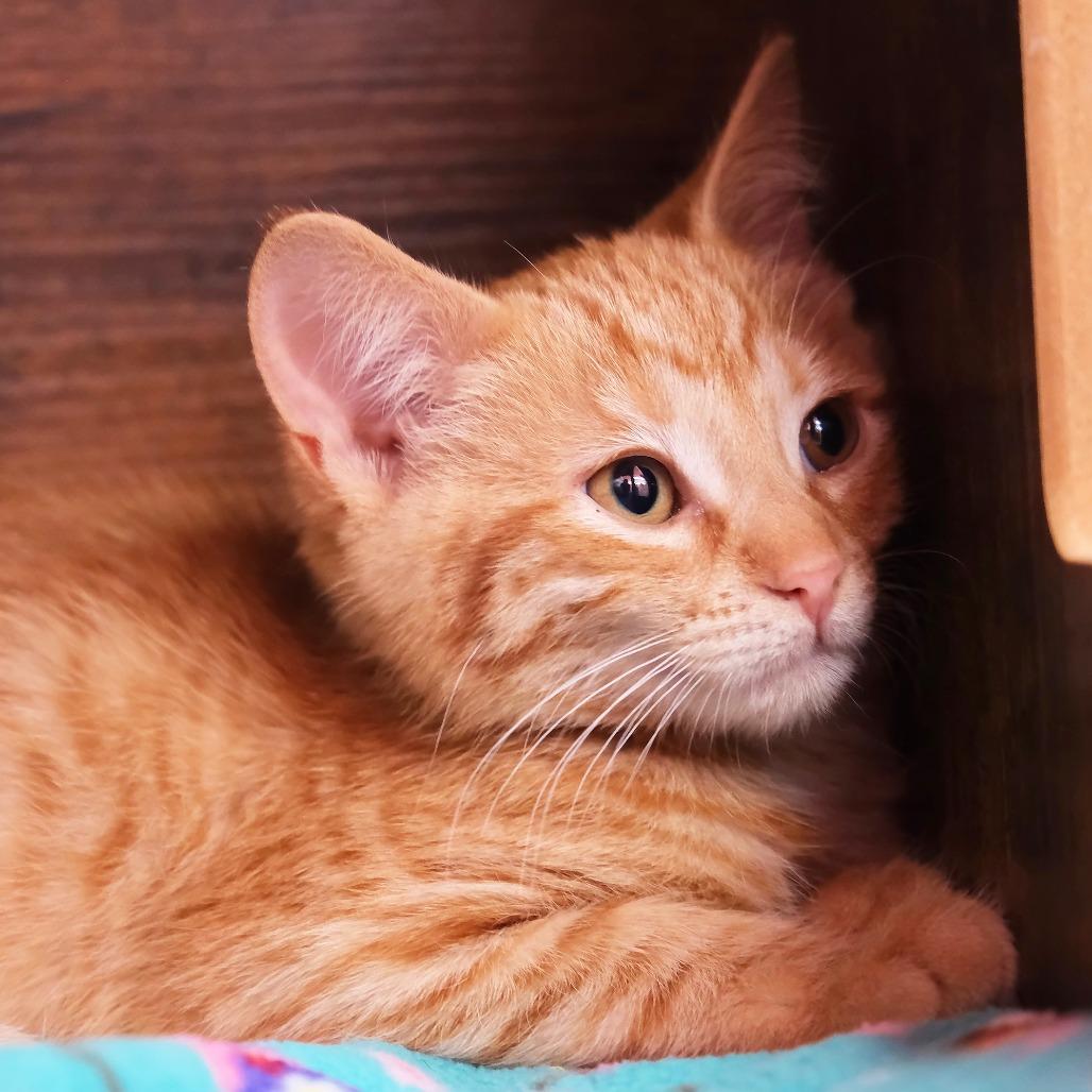 Enlarge Mango, a Adoptable Domestic Short Hair in Morgan Hill, CA image 1/1