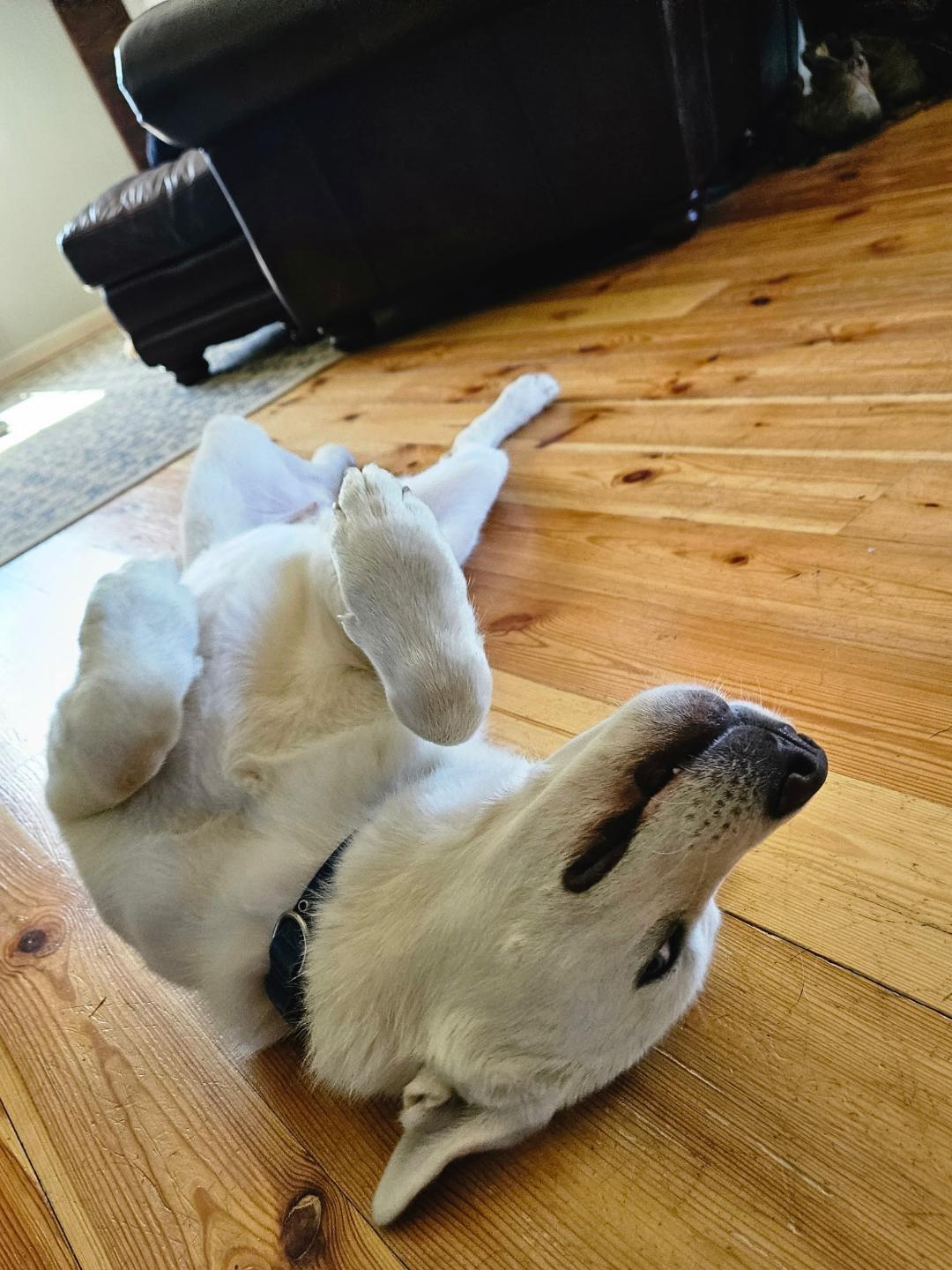 Yeti, a Adoptable mixed breed in Hilham, TN image 3/6