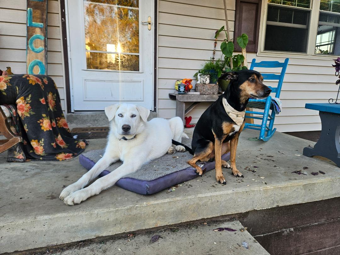 Yeti, a Adoptable mixed breed in Hilham, TN image 2/6