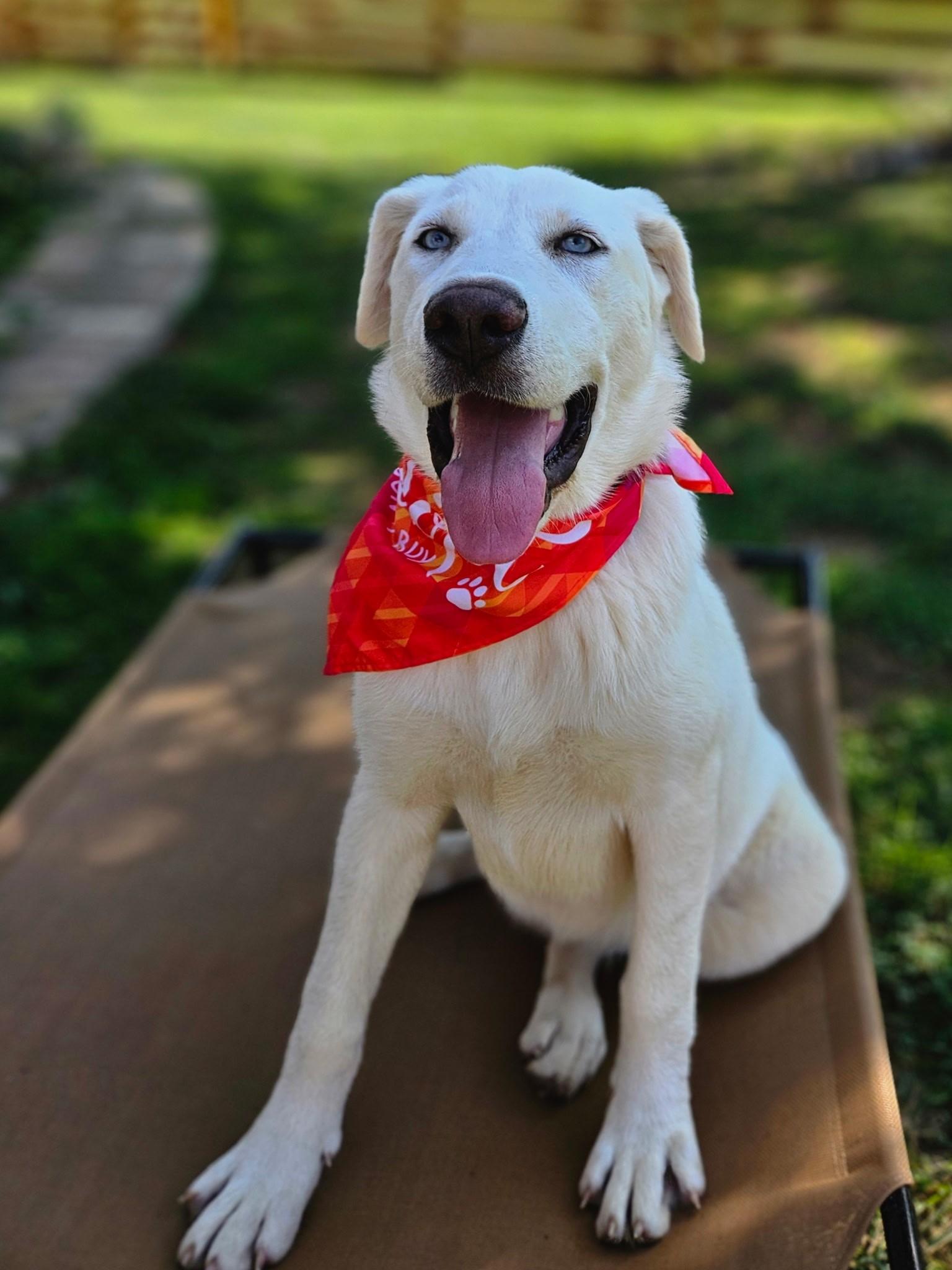 Yeti, Adoptable, Young Female Great Pyrenees & Husky.