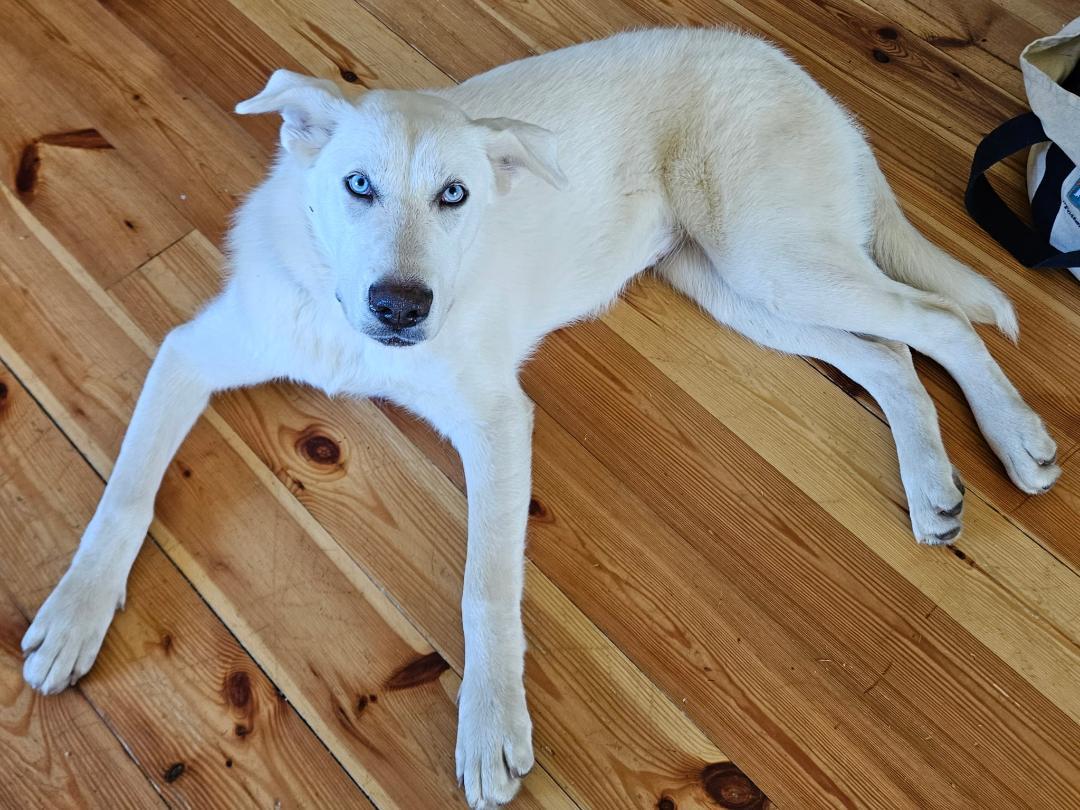 Yeti, a Adoptable mixed breed in Hilham, TN image 4/6