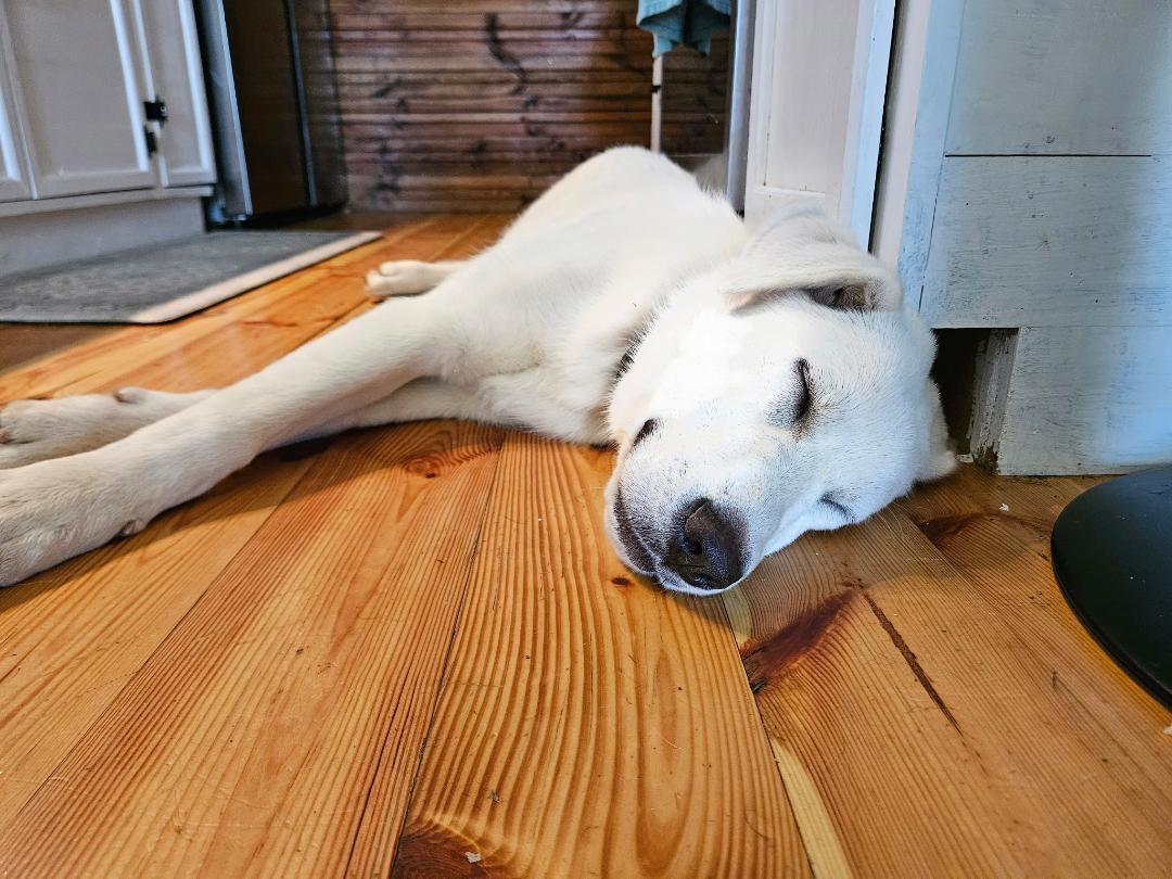 Yeti, a Adoptable mixed breed in Hilham, TN image 5/6