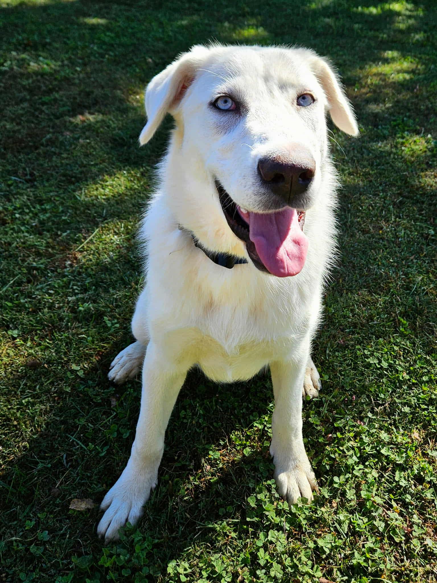 Yeti, a Adoptable mixed breed in Hilham, TN image 6/6