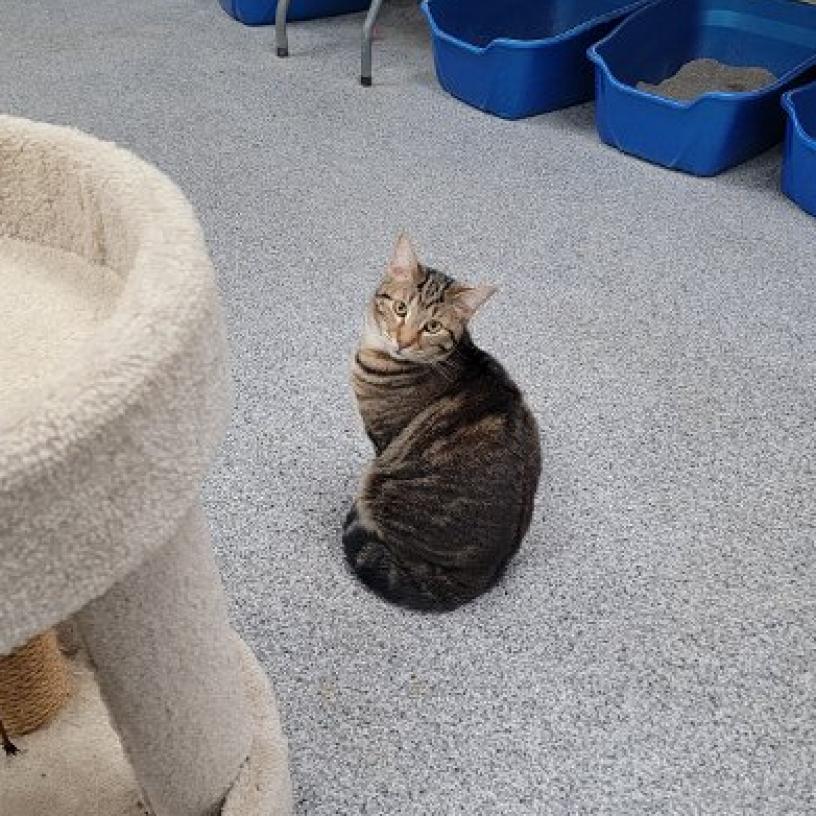 Enlarge Chevy, a Adoptable Domestic Short Hair in Monroe, MI image 1/1
