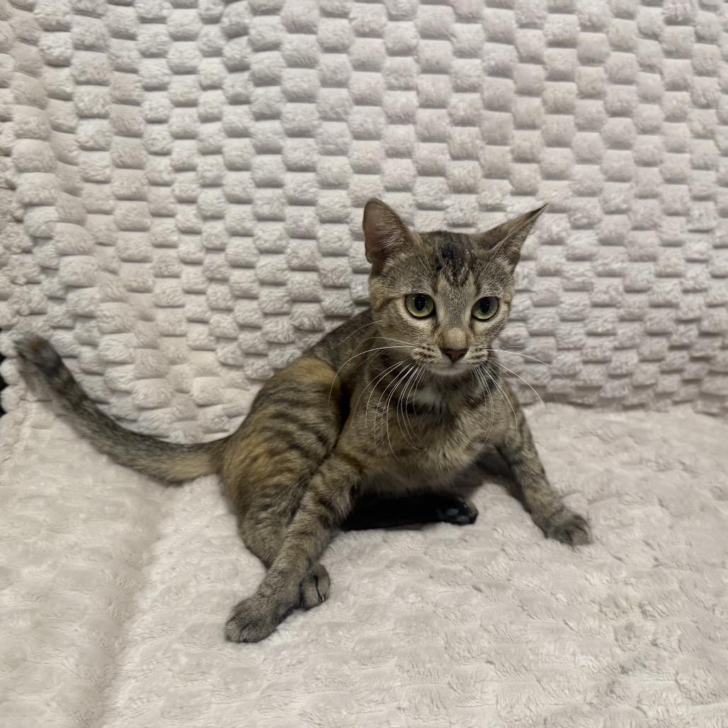 Tootsie, Adoptable, Young Female Domestic Short Hair.