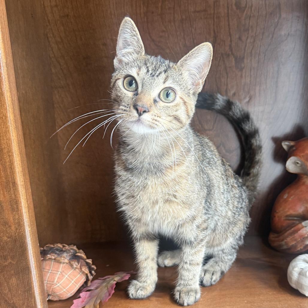 Enlarge Tootsie, a Adoptable Domestic Short Hair in Overland Park, KS image 1/6