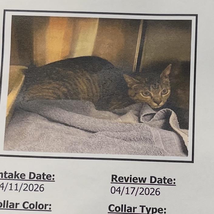 Enlarge Tootsie, a Adoptable Domestic Short Hair in Overland Park, KS image 2/3