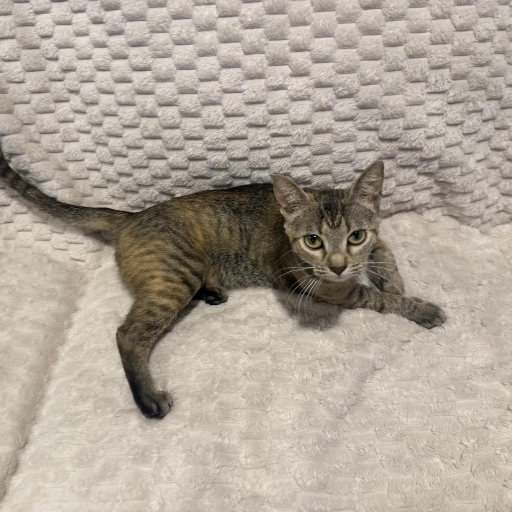 Enlarge Tootsie, a Adoptable Domestic Short Hair in Overland Park, KS image 3/3