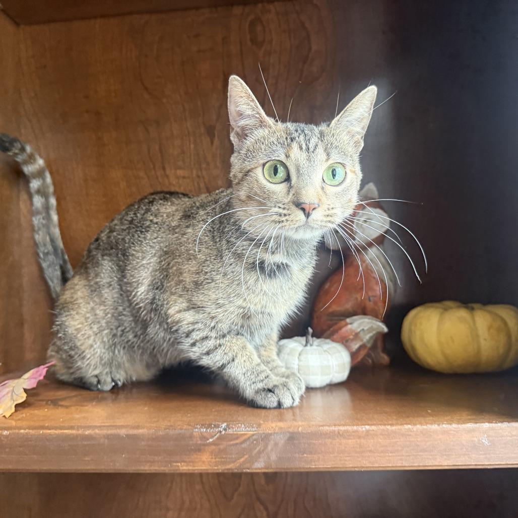 Enlarge Tootsie, a Adoptable Domestic Short Hair in Overland Park, KS image 4/6