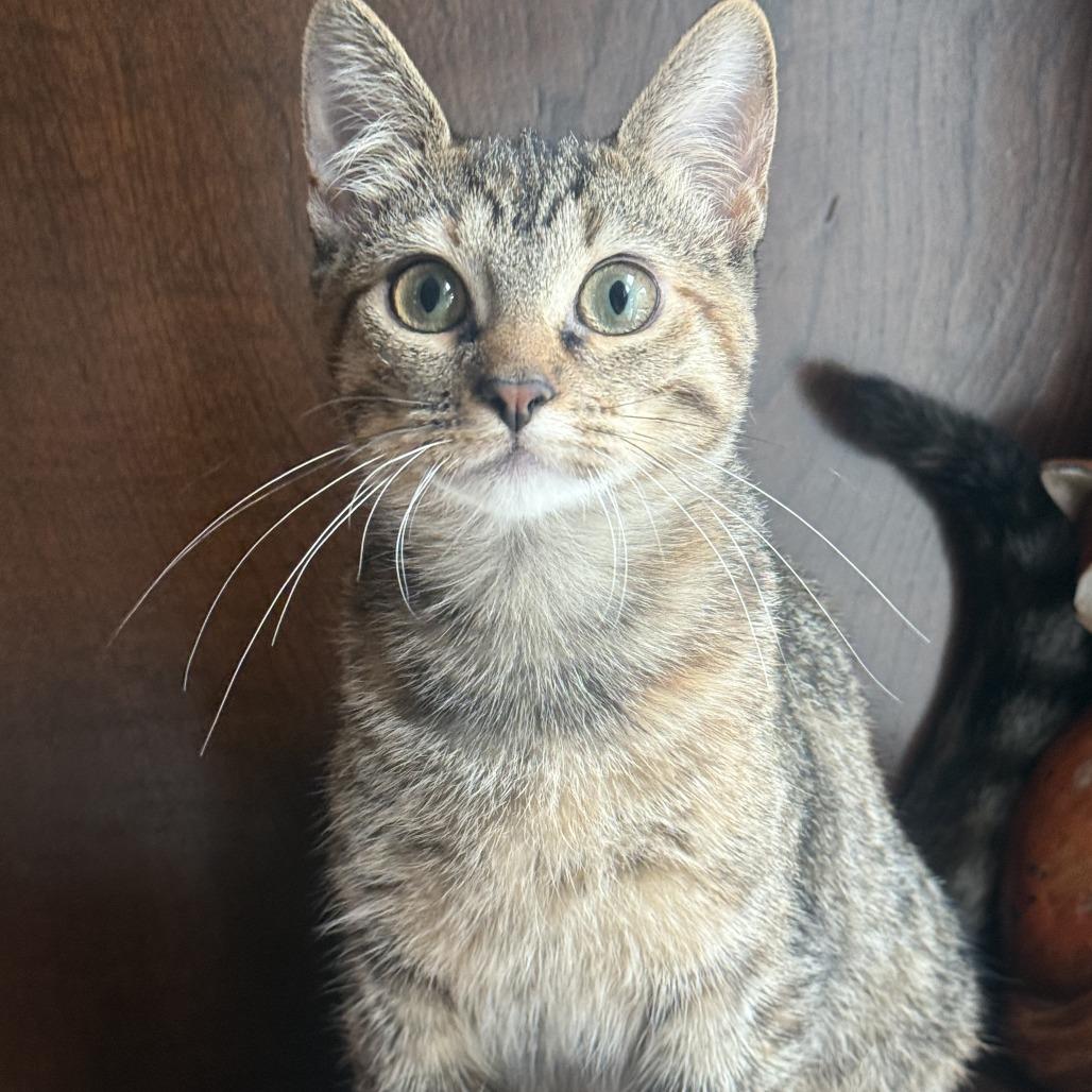 Enlarge Tootsie, a Adoptable Domestic Short Hair in Overland Park, KS image 3/6