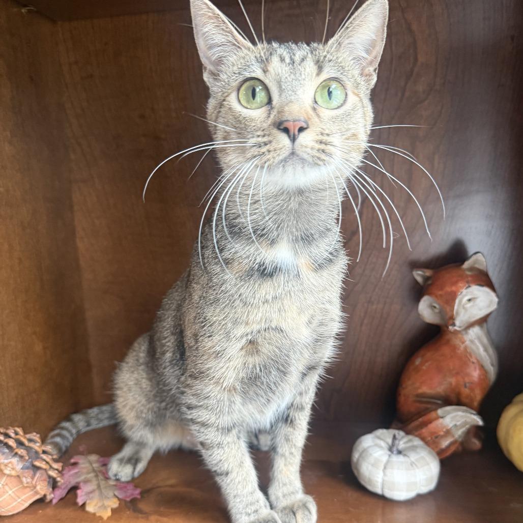 Enlarge Tootsie, a Adoptable Domestic Short Hair in Overland Park, KS image 2/6