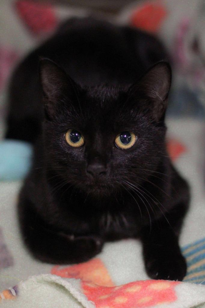 Wednesday, Adoptable, Young Female Domestic Short Hair.