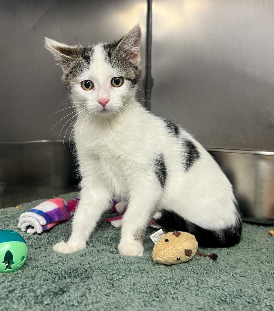 Sage, Adoptable, Kitten Female Domestic Short Hair.