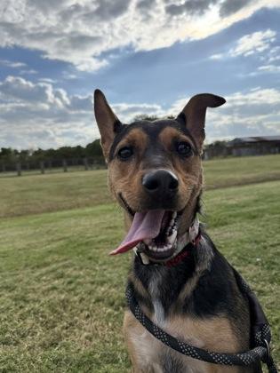 Enlarge Kelci Grace (159017) (In a foster home), an adopted German Shepherd Dog in Baton Rouge, LA image 2/3