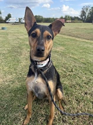 Kelci Grace (159017) (In a foster home), adopted, Young Female German Shepherd Dog.