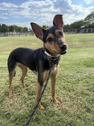 Enlarge Kelci Grace (159017) (In a foster home), an adopted German Shepherd Dog in Baton Rouge, LA image 3/3