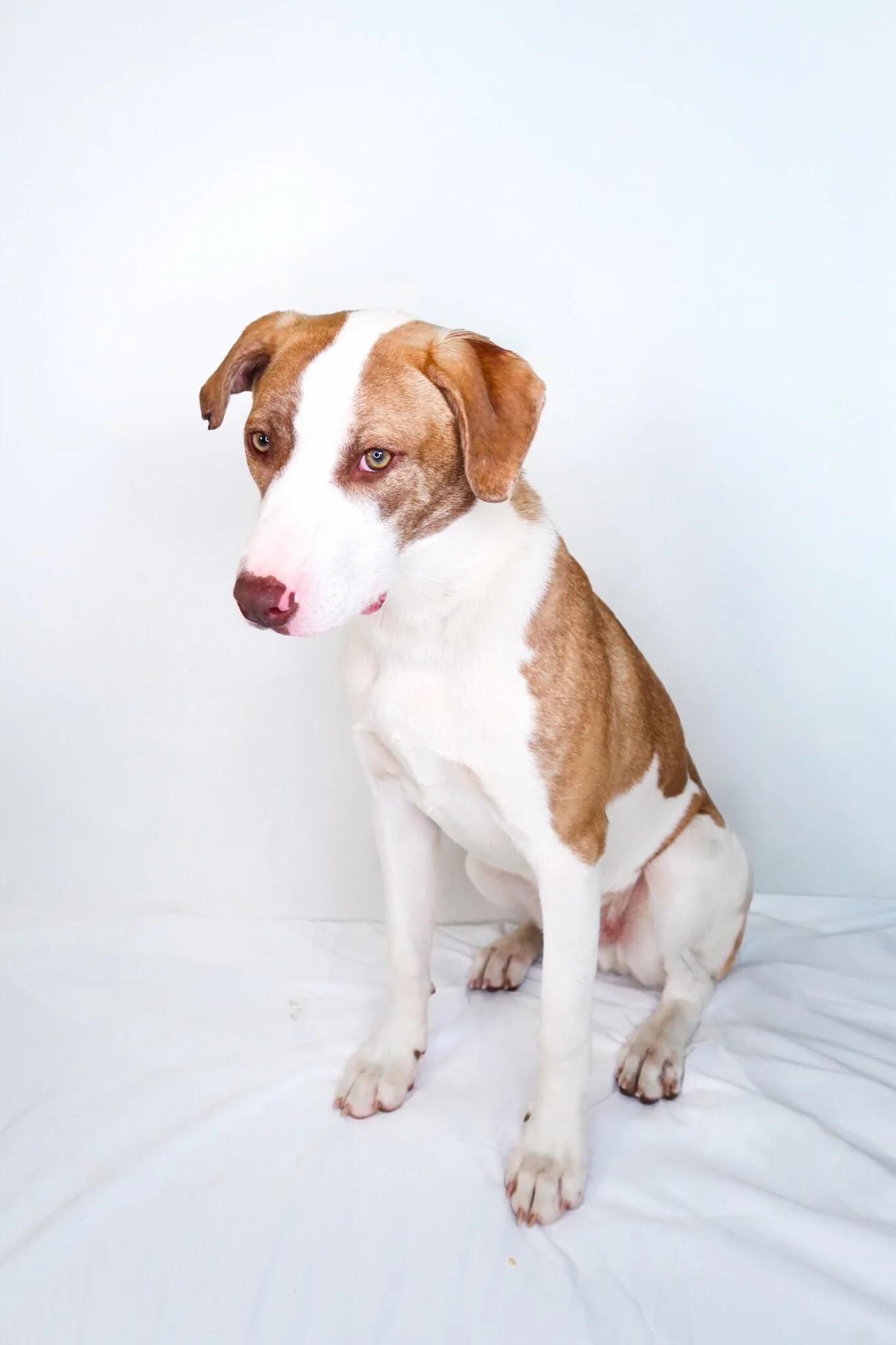Enlarge Wilson, a Adoptable mixed breed in Bixby, OK image 5/6
