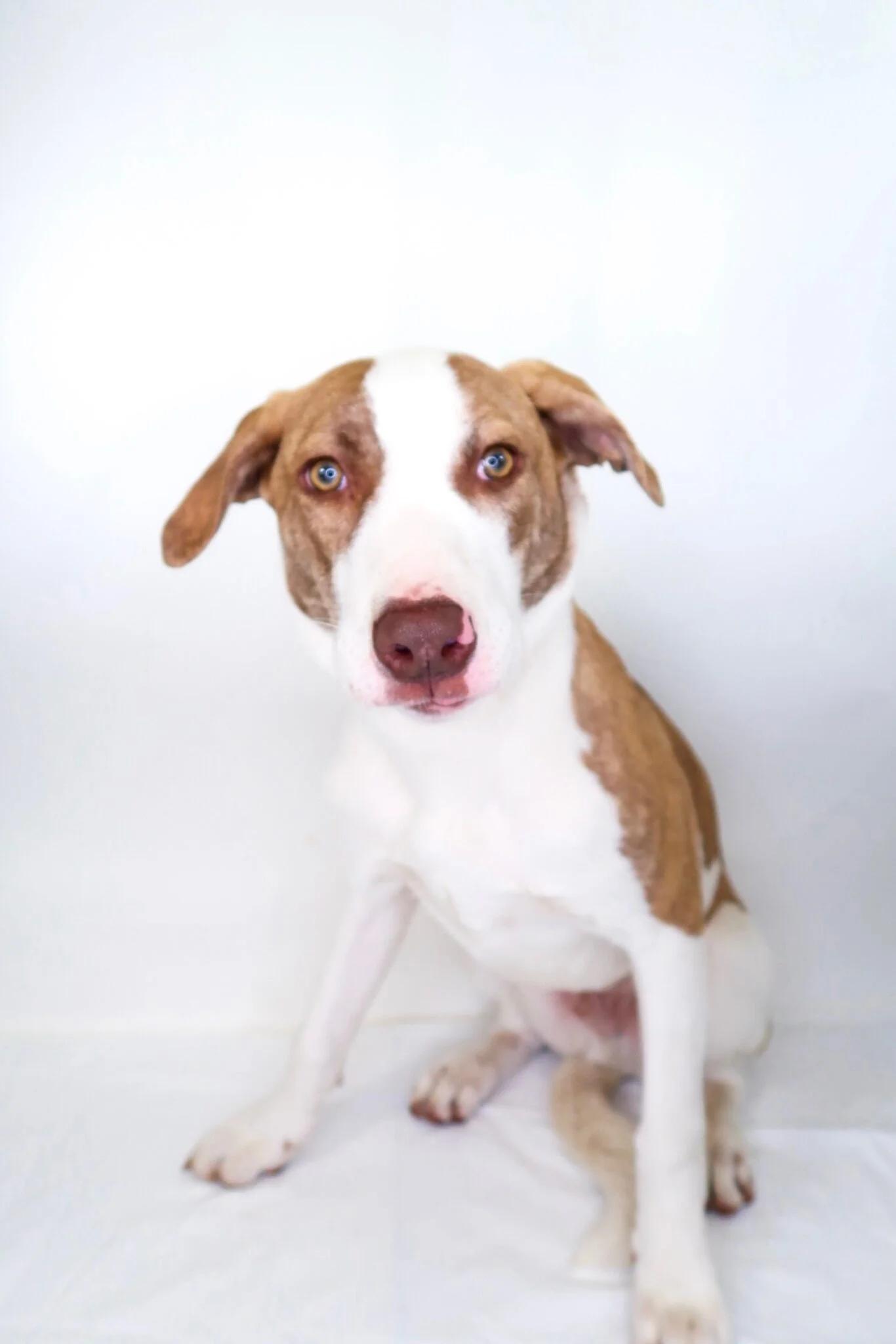 Wilson, Adoptable, Young Male Shepherd.