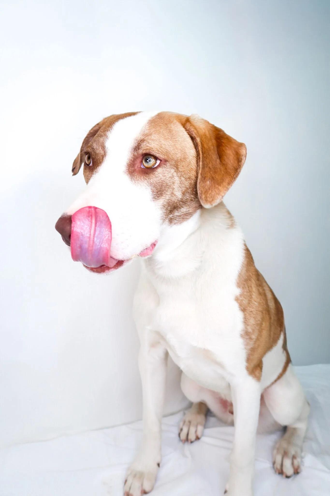 Enlarge Wilson, a Adoptable mixed breed in Bixby, OK image 4/6